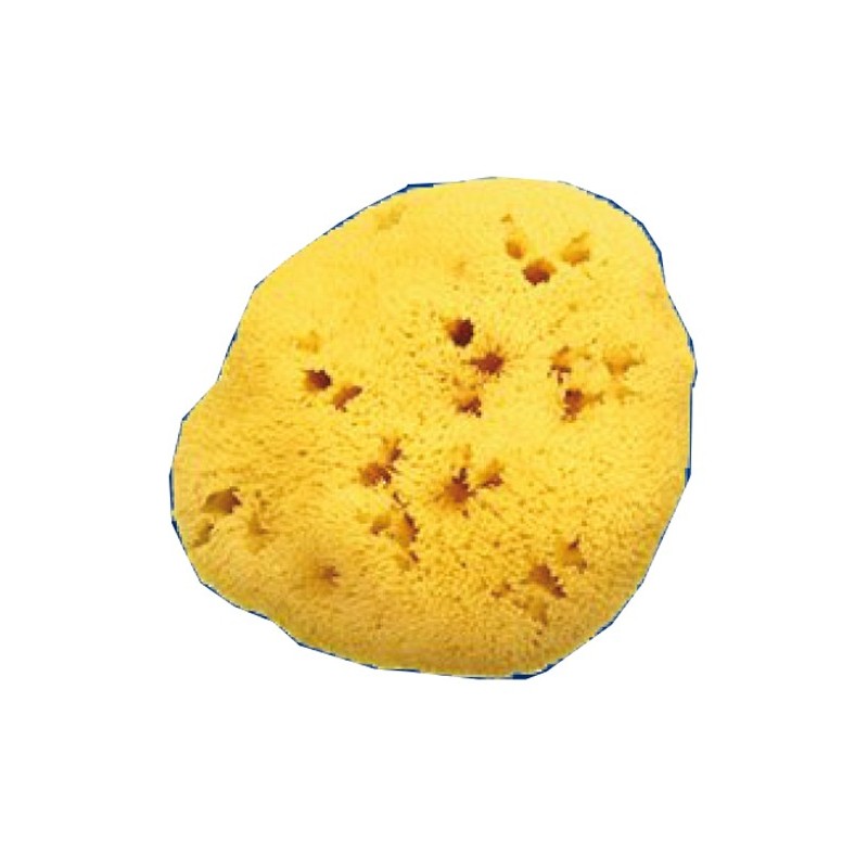 SPUGNA NAT FORI L 10/11CM 7             
